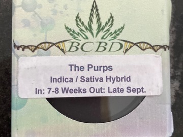 Sell: BC BUD DEPOT THE PURPS