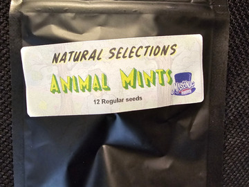 Sell: Masonic Seeds Animal Mints x Natural Selections 12 pack