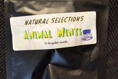 Sell: Masonic Seeds Animal Mints x Natural Selections 12 pack