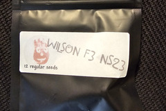 Sell: Masonic Seeds Wilson F3 x Natural Selections 12 pack