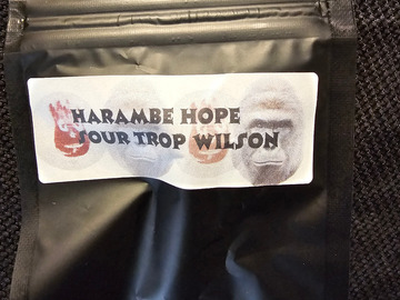 Sell: Masonic Seeds Harambe Hope 12 pack