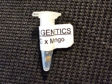 Sell: Mephisto Genetics 3 Bears OG x Mango Smile 5 pack