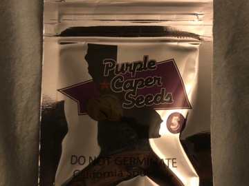 Sell: Grand Gelato - Purple Caper