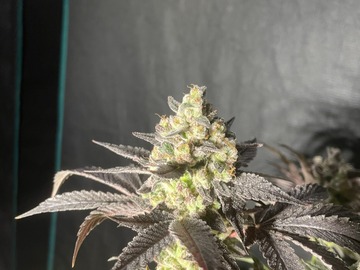 Venta: Purple City Genetics Peach Panther x Seed Junky's Jelousy 50pack