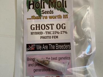 Sell: 6 FEMINIZED GHOST OG SEEDS