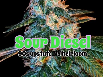 Sell: Sour Diesel (weasels original)