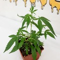 Venta: Mass Super Skunk