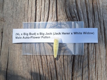 Sell: (NL x Big Bud) x Big Jack Male Auto Flower Pollen