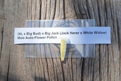 Venta: (NL x Big Bud) x Big Jack Male Auto Flower Pollen