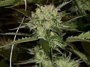 Vente: Death Star - Ohio cut