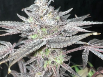 Vente: Mango Mentality x Seed Junky's Jealousy Fems  50pack MIX&MATCH OK