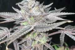 Sell: Mango Mentality x Seed Junky's Jealousy Fems  50pack MIX&MATCH OK