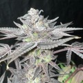 Sell: Mango Mentality x Seed Junky's Jealousy Fems  50pack MIX&MATCH OK