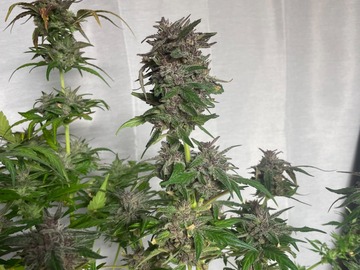 Venta: Grape Dosi Breath x AK-47 Fem Auto 50pack