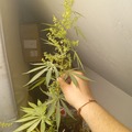 Vente: Seed junkys Magic MarkerxZZTOP(ZOAPXRS-11)xOZK BX) pollen