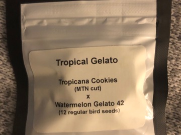 Vente: Tropical Gelato - LIT Farms