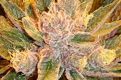 Subastas: Auction - Diesel Moonshine (Sour Diesel x Old Time Moonshine)