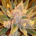 Subastas: Auction - Diesel Moonshine (Sour Diesel x Old Time Moonshine)