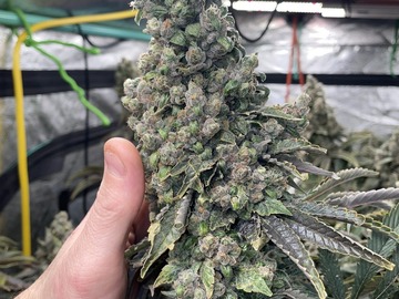 Sell: "DOUBLE DOSE DIESEL " KATSU SEEDS