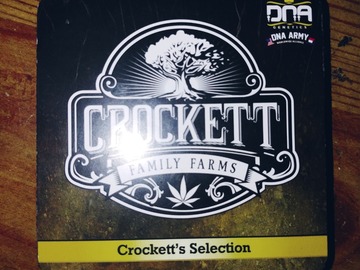 Vente: Crockett Selection Tangie regs