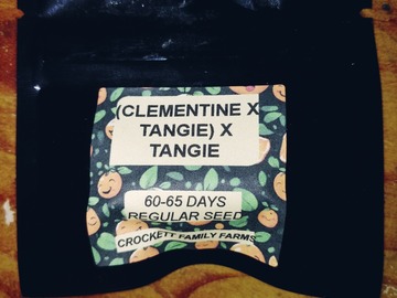 Vente: Crockett family Farms Breeder Pack:Clementine x tangie)tangie