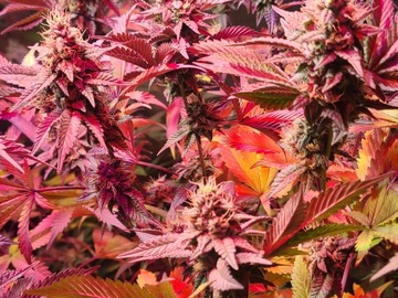 Vente: MTN tropicanna f3  regular 12 seeds pack (very orange tangerine)