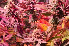 Sell: MTN tropicanna f3  regular 12 seeds pack (very orange tangerine)