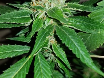 Vente: Lemon Dream Pie (Lemon Lights/Blue Dream x Fruit Pie) - 12 Regs