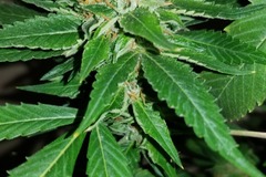 Venta: Lemon Lights/Blue Dream x Fruit Pie - 12 Regs