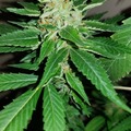 Venta: Lemon Lights/Blue Dream x Fruit Pie - 12 Regs