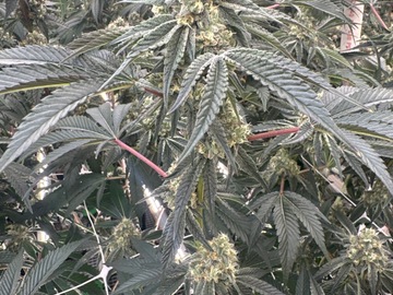 Venta: Oreoz (Max Yields cut) 3 for $200 or 4 for $250