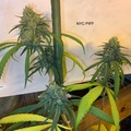 Venta: NYC Piff (NL5 X Haze A) PCG cut