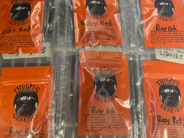 Sell: Ruby Red Thug Pug