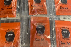 Sell: Ruby Red Thug Pug