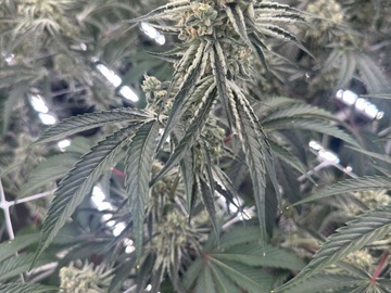 Venta: 4 strains for $250 special