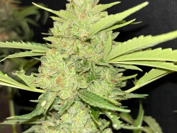 Venta: Return Of the Mac x RDV Purple Scoops Feminized Autoflower