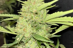 Vente: Return Of the Mac x RDV Purple Scoops Feminized Autoflower