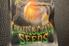 Sell: Shoreline x Puck BC2 - Crickets and Cicadas