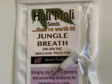 Sell: 6 FEMINIZED JUNGLE BREATH SEEDS