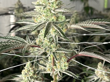 Vente: 3 strains for $200 special