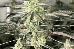 Vente: 3 strains for $200 special