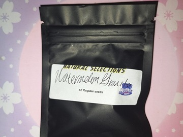 Vente: Watermelon Granita NS - Masonic Seed Co.