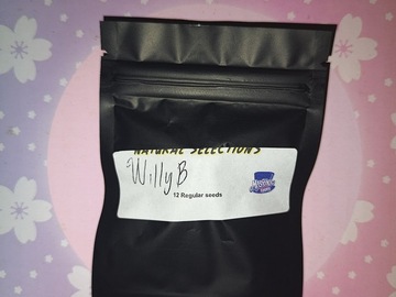 Sell: Willy B (Honey Banana x Wilson) Masonic Seed Co.