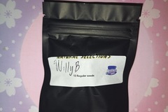 Sell: Willy B (Honey Banana x Wilson) Masonic Seed Co.