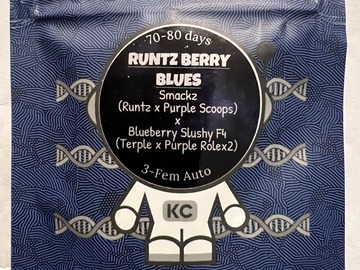 Sell: Runtz Berry Blues - (3 Auto Fems) - KC Genetics