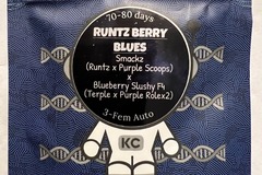 Vente: Runtz Berry Blues - (3 Auto Fems) - KC Genetics