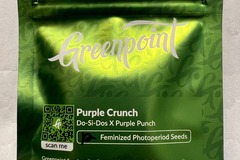 Venta: Purple Crunch:  Dosidos x Purple Punch - (12 Fems)