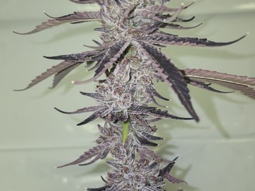 Sell: Captain caveman (tsunami breeder cut)