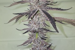 Vente: Captain caveman (tsunami breeder cut)