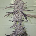 Vente: Captain caveman (tsunami breeder cut)